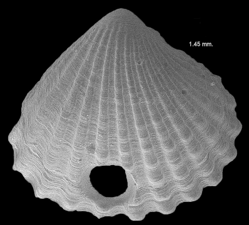 Pleuromeris tridentata (Say, 1826) Three-tooth Carditid