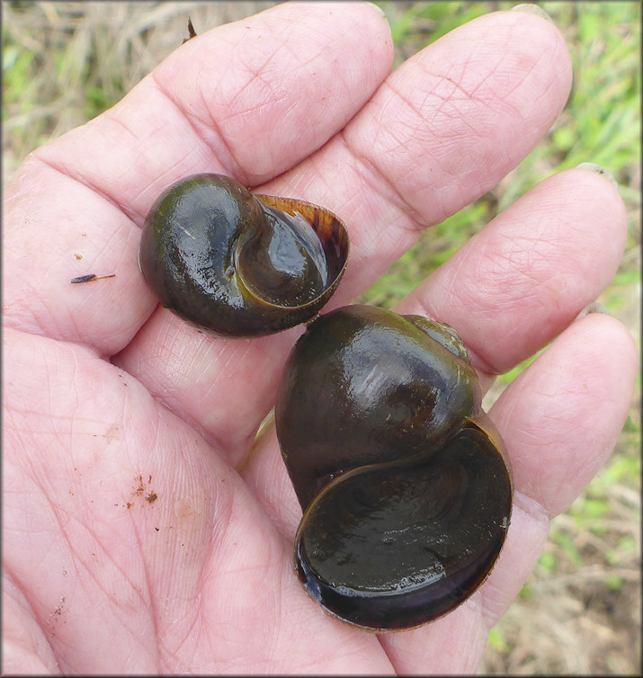 Pomacea specimens from the pond