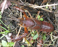 Unidentified Crayfish Species