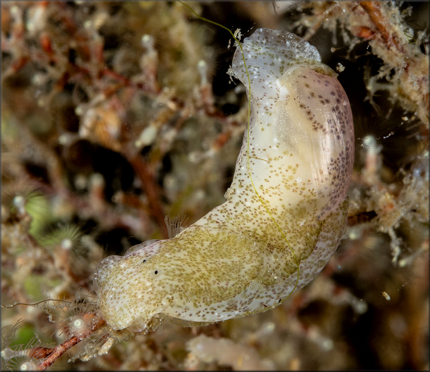 Haminoea antillarum  (d’Orbigny, 1841) Antilles Glassy-bubble