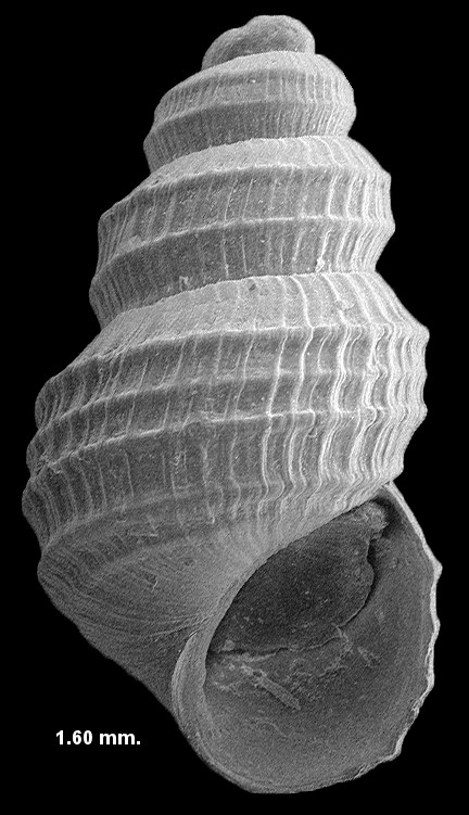 Melanoides tuberculata (Mller, 1774) Red-rim Melania