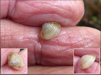 Corbicula fluminea (Mller, 1774) Asian Clam Juvenile