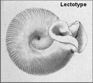 Daedalochila auriculata (Say, 1818) Lectotype ANSP 57066a; plate 4; Pilsbry, 1940: fig. 384-1