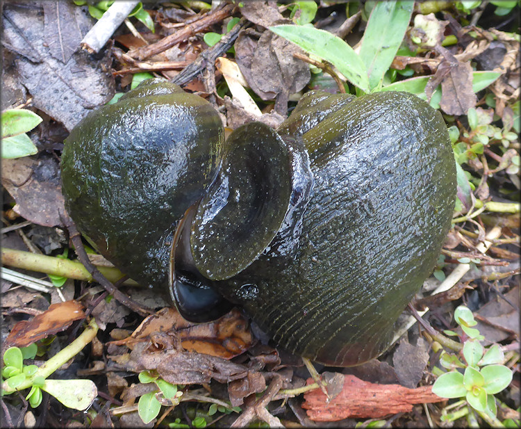 Pomacea paludosa (Say, 1829) Florida Applesnail Mating