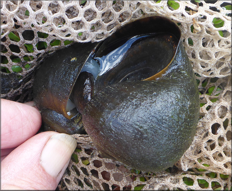 Pomacea paludosa (Say, 1829) Florida Applesnail Mating