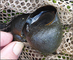 Pomacea paludosa (Say, 1829) Florida Applesnail Mating