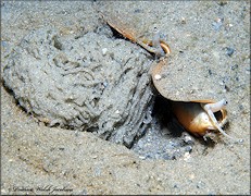 Strombus alatus depositing gelatinous egg strands