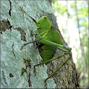 True Katydid [Pterophylla camellifolia]