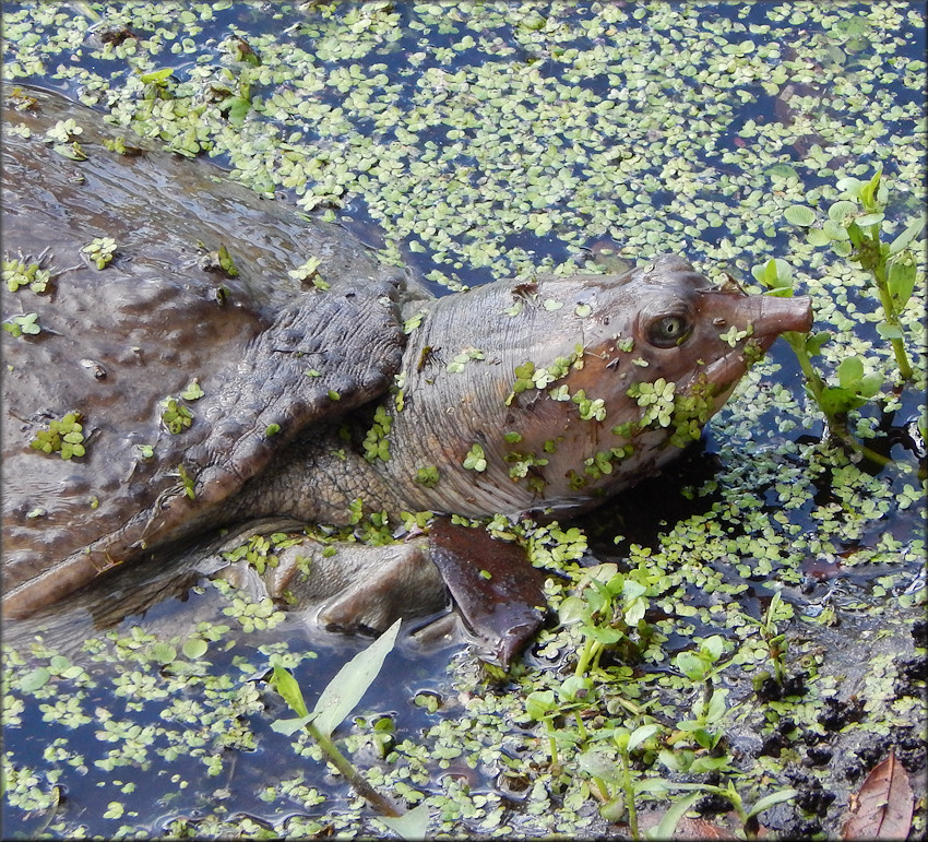 Florida Softshell Turtle [Apalone ferox]