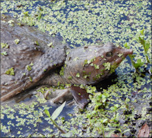 Florida Softshell Turtle [Apalone ferox]