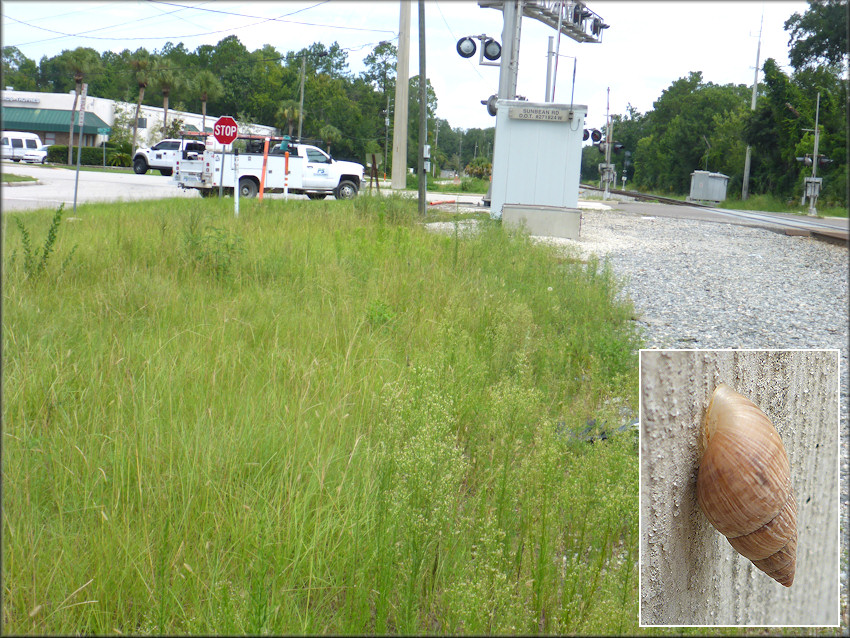 Bulimulus sporadicus At The Florida East Coast Railroad Crossing On Sunbeam Road