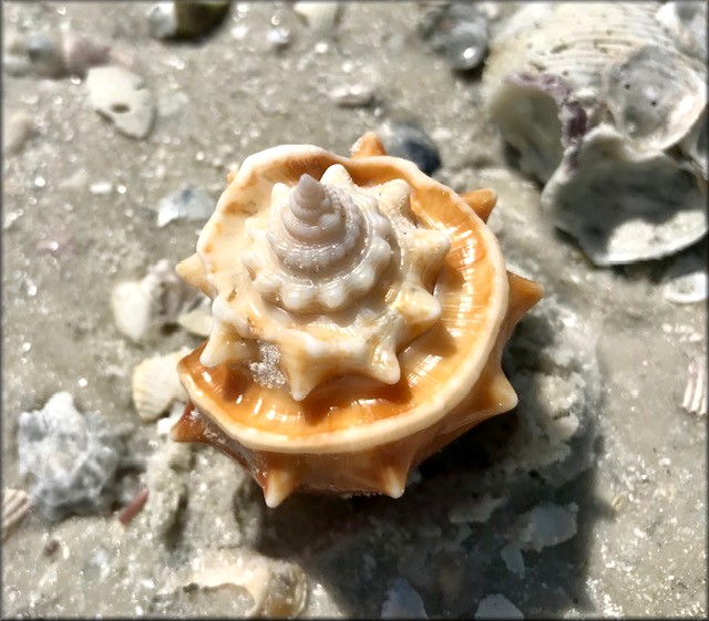 Strombus alatus Gmelin, 1791 Florida Fighting Conch Freak