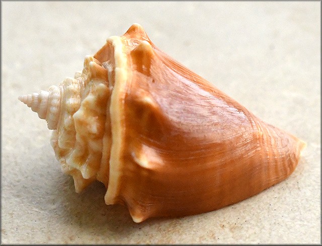 Strombus alatus Gmelin, 1791 Florida Fighting Conch Freak