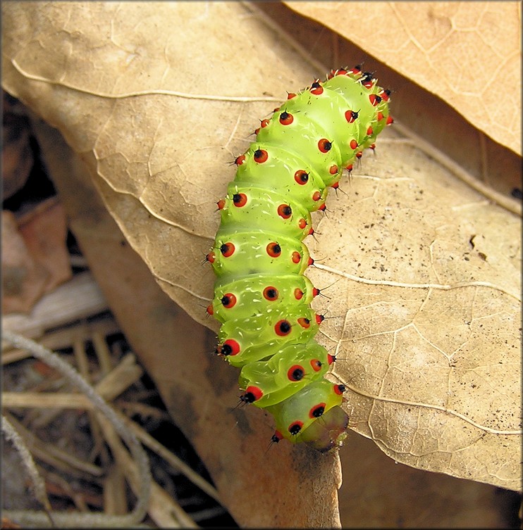 Luna Moth [Actias luna] Caterpillar