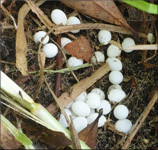 Euglandina rosea (Frussac, 1821) Eggs In Situ In The Field