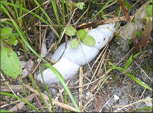 Euglandina rosea (Frussac, 1821) Rosy Wolfsnail - Large Specimen