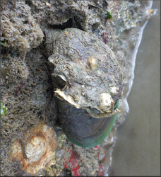 Perna viridis (Linnaeus, 1758) Asian Green Mussel In Situ