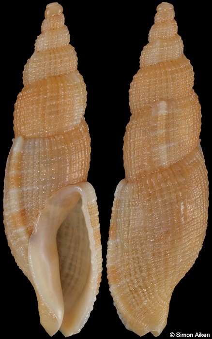 Tritonoharpa siphonata (Reeve, 1844)