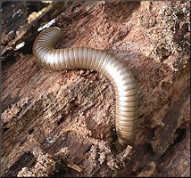 American Giant Millipede [Narceus americanus]