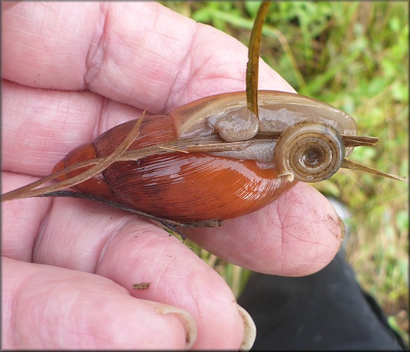 Euglandina rosea (Férussac, 1821) Rosy Wolfsnail In Situ