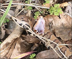 Florida Cottonmouth [Agkistrodon piscivorus conanti]