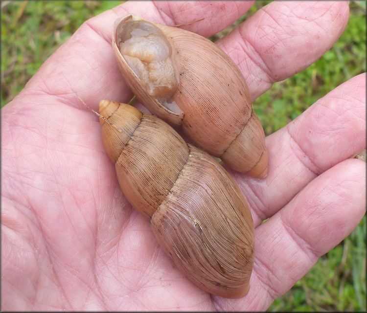 Euglandina rosea (Frussac, 1821) Rosy Wolfsnail In Situ