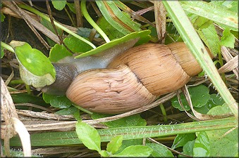 Euglandina rosea (Férussac, 1821) Rosy Wolfsnail In Situ