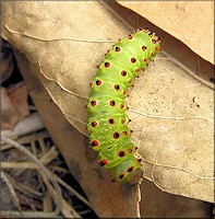 Luna Moth [Actias luna] Caterpillar