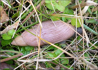 Euglandina rosea (Frussac, 1821) Rosy Wolfsnail In Situ