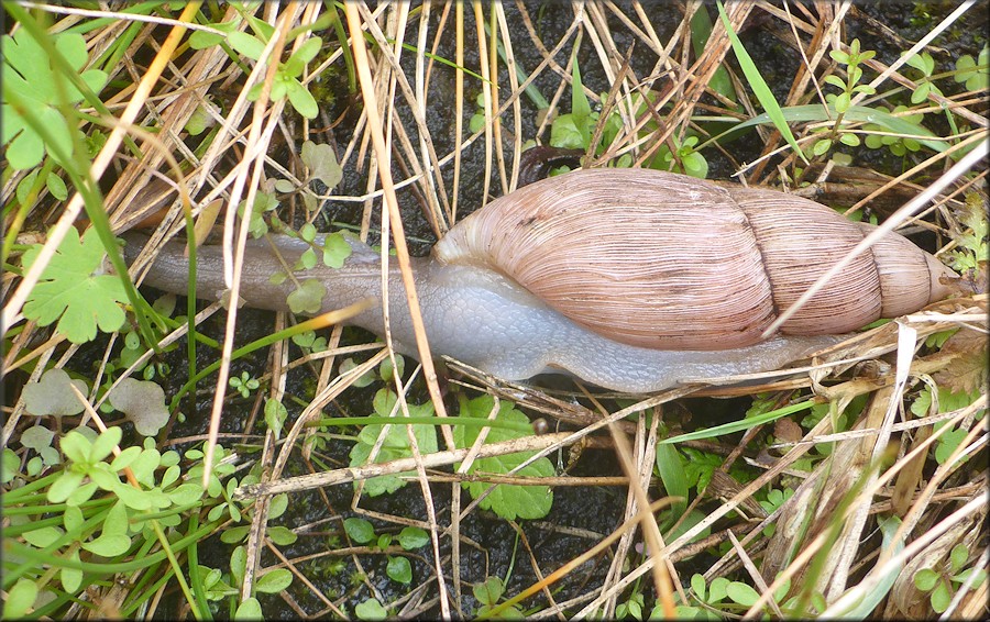 Euglandina rosea (Frussac, 1821) Rosy Wolfsnail In Situ
