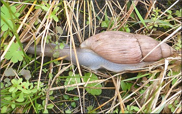 Euglandina rosea (Férussac, 1821) Rosy Wolfsnail In Situ