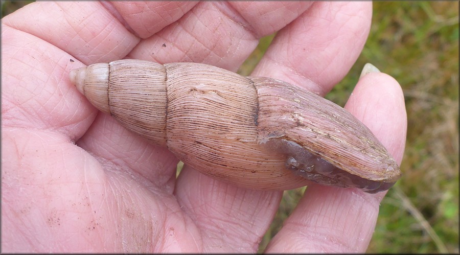 Euglandina rosea (Frussac, 1821) Rosy Wolfsnail In Situ