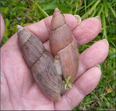 Euglandina rosea (Frussac, 1821) Rosy Wolfsnail - Large Specimen