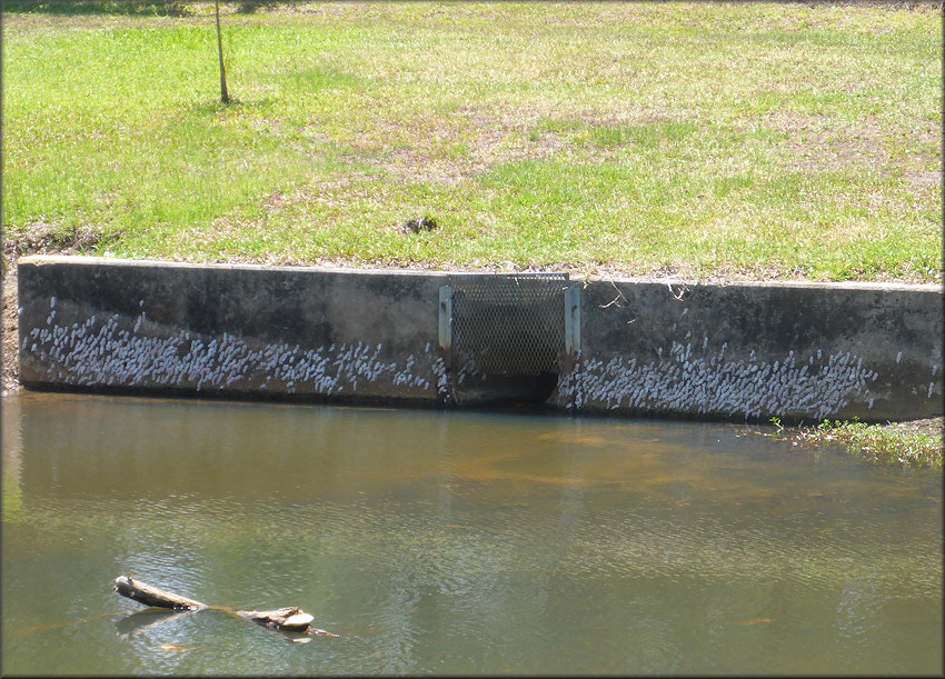 One Of Three Concrete Culverts Covered With Pomacea Egg Clusters