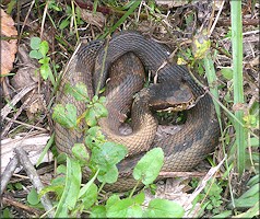 Florida Cottonmouth [Agkistrodon piscivorus conanti] Juvenile