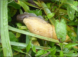 Euglandina rosea (Férussac, 1821) Rosy Wolfsnail In Situ