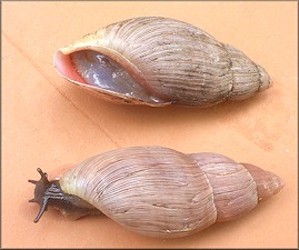 Euglandina rosea (Frussac, 1821) Rosy Wolfsnail - Large Specimen