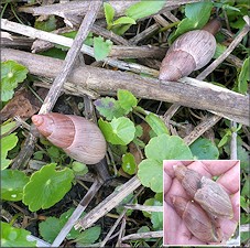 Euglandina rosea (Férussac, 1821) Rosy Wolfsnail In Situ