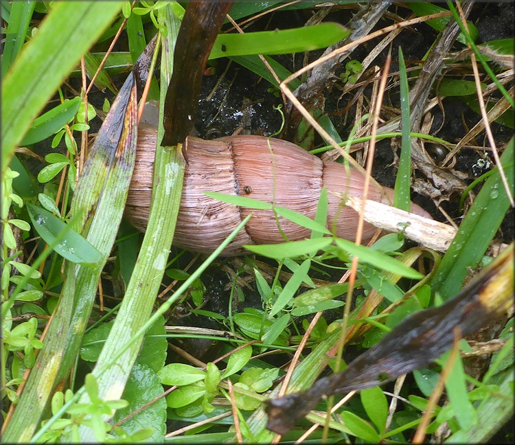 Euglandina rosea (Frussac, 1821) Rosy Wolfsnail In Situ