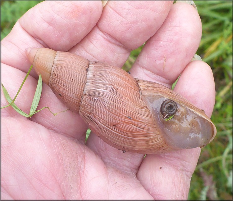 Euglandina rosea (Frussac, 1821) Rosy Wolfsnail In Situ