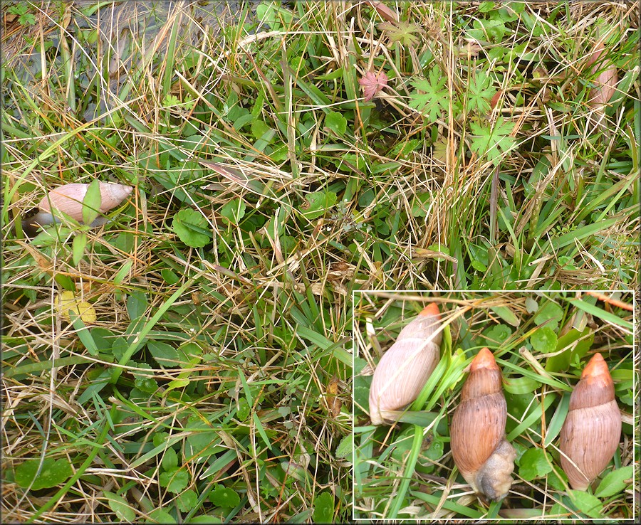 Euglandina rosea (Frussac, 1821) Rosy Wolfsnails In Situ