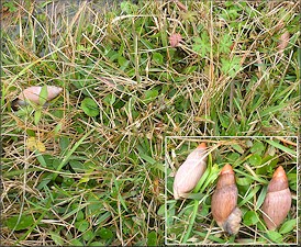Euglandina rosea (Férussac, 1821) Rosy Wolfsnails In Situ