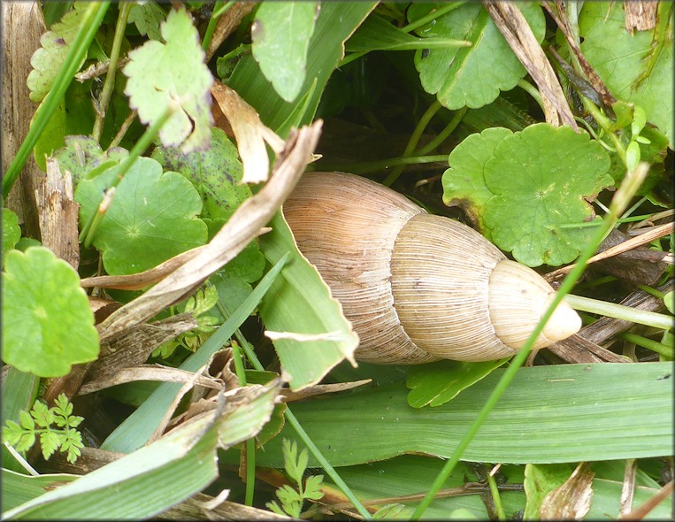 Euglandina rosea (Frussac, 1821) Rosy Wolfsnail In Situ