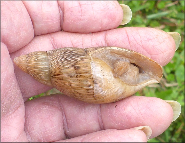 Euglandina rosea (Frussac, 1821) Rosy Wolfsnail In Situ
