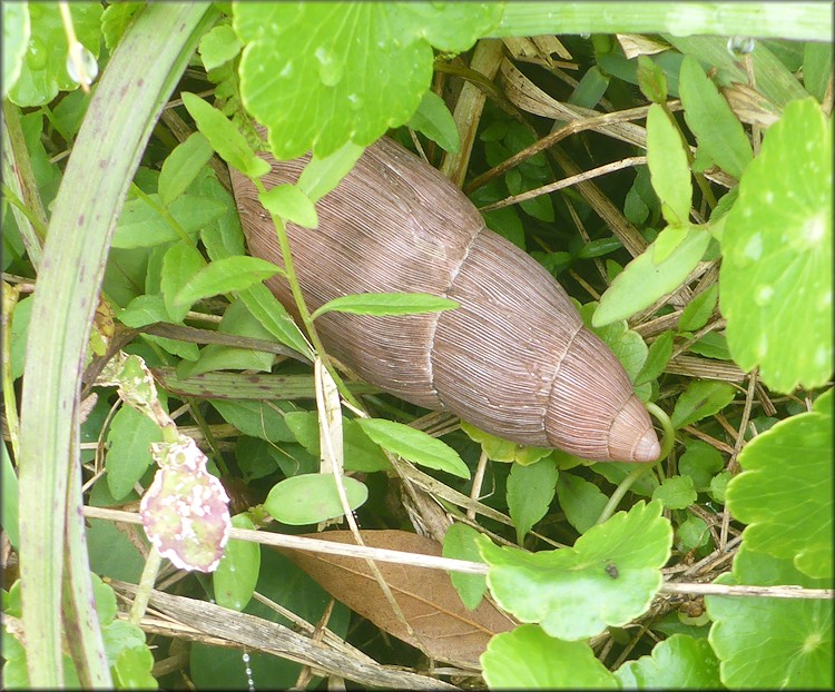Euglandina rosea (Frussac, 1821) Rosy Wolfsnail In Situ