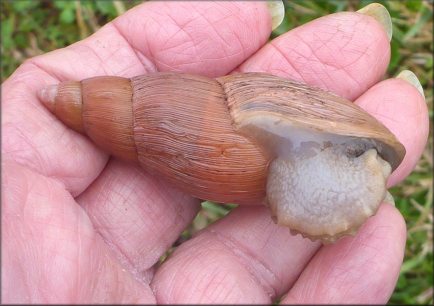 Euglandina rosea (Frussac, 1821) Rosy Wolfsnail In Situ