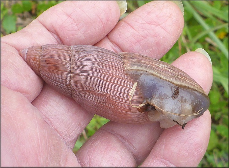 Euglandina rosea (Frussac, 1821) Rosy Wolfsnail In Situ