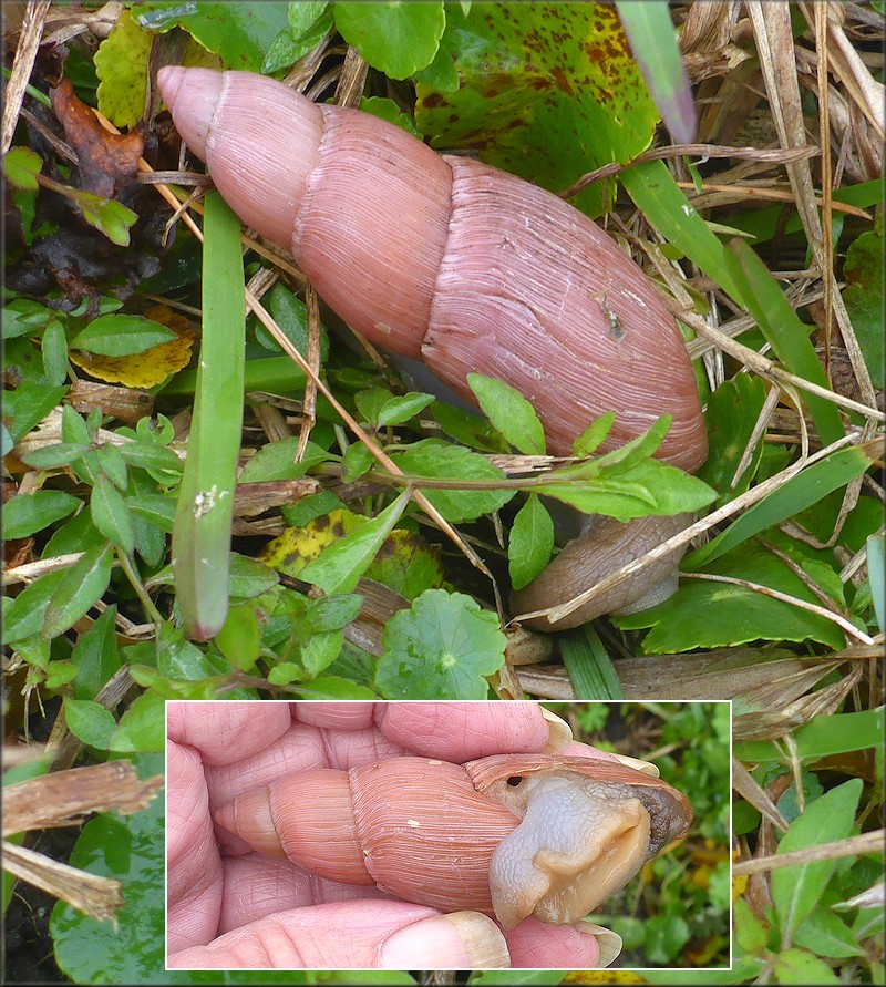 Euglandina rosea (Frussac, 1821) Rosy Wolfsnail In Situ