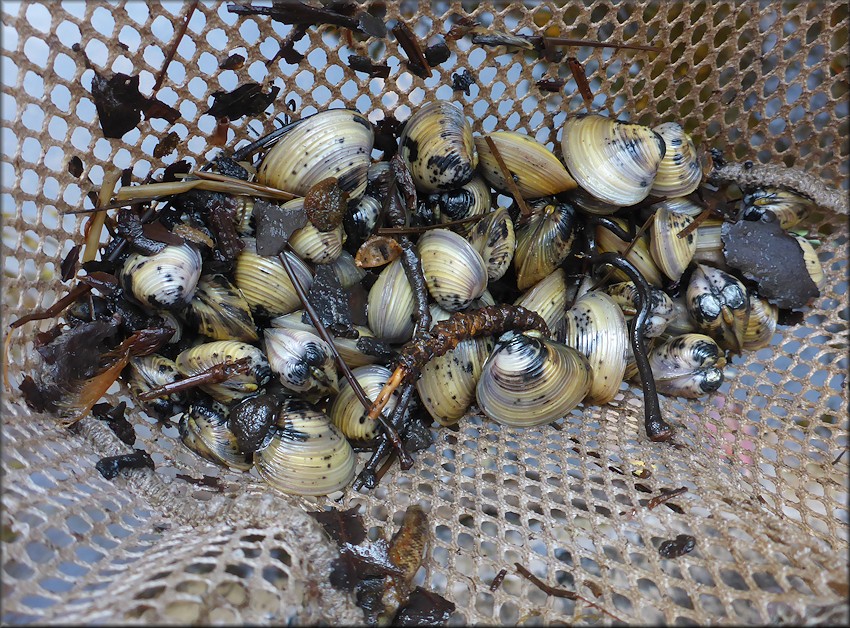 Corbicula fluminea (Mller, 1774) Asian Clam