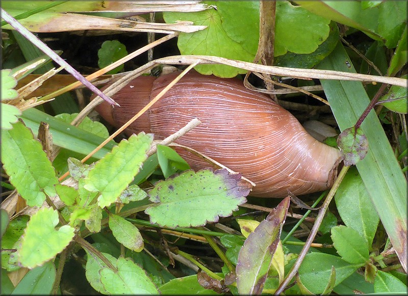 Euglandina rosea (Frussac, 1821) Rosy Wolfsnail In Situ